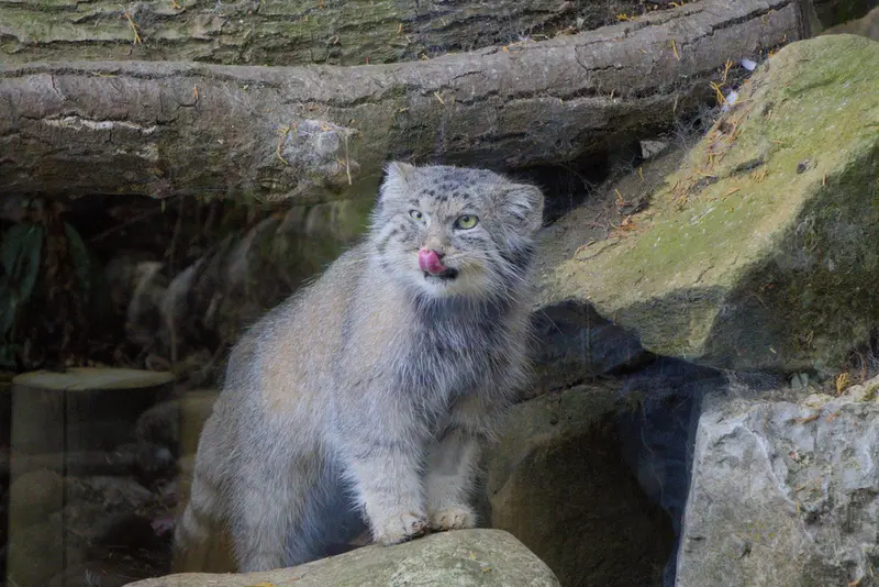 エディンバラ動物園のアキコの写真