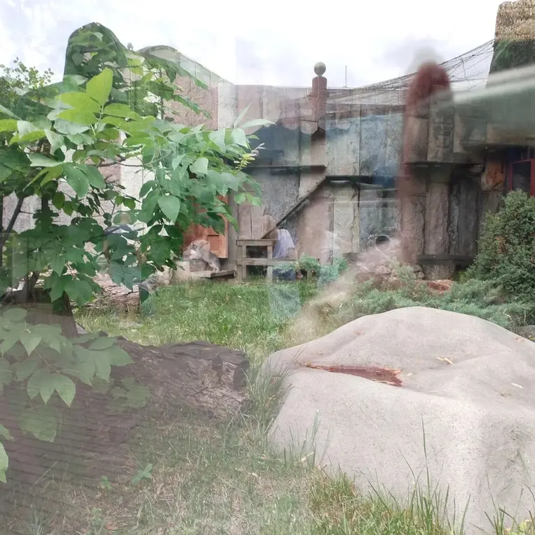 モスクワ動物園のティモフェイの写真
