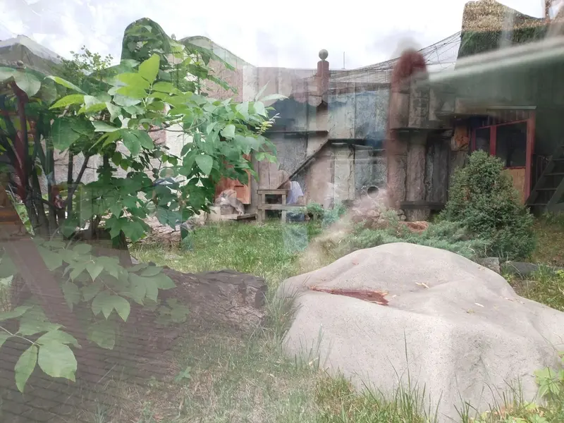モスクワ動物園のティモフェイの写真
