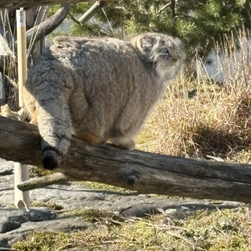 コルケアサーリ動物園のミミの写真