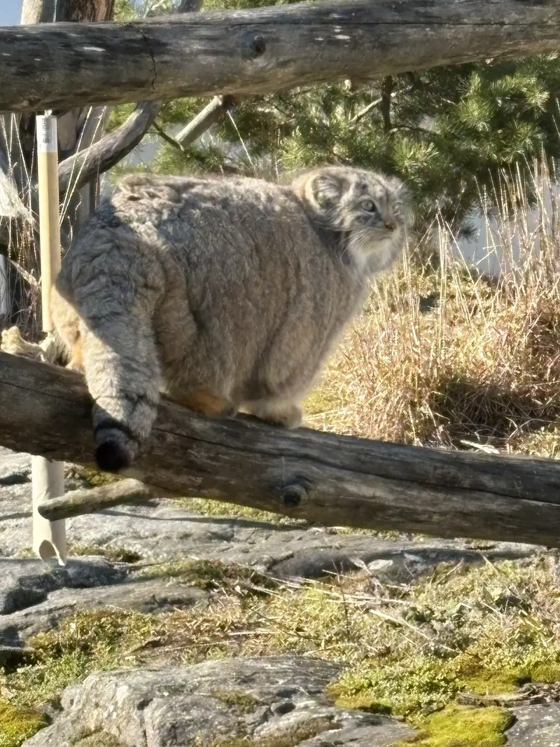 コルケアサーリ動物園のミミの写真