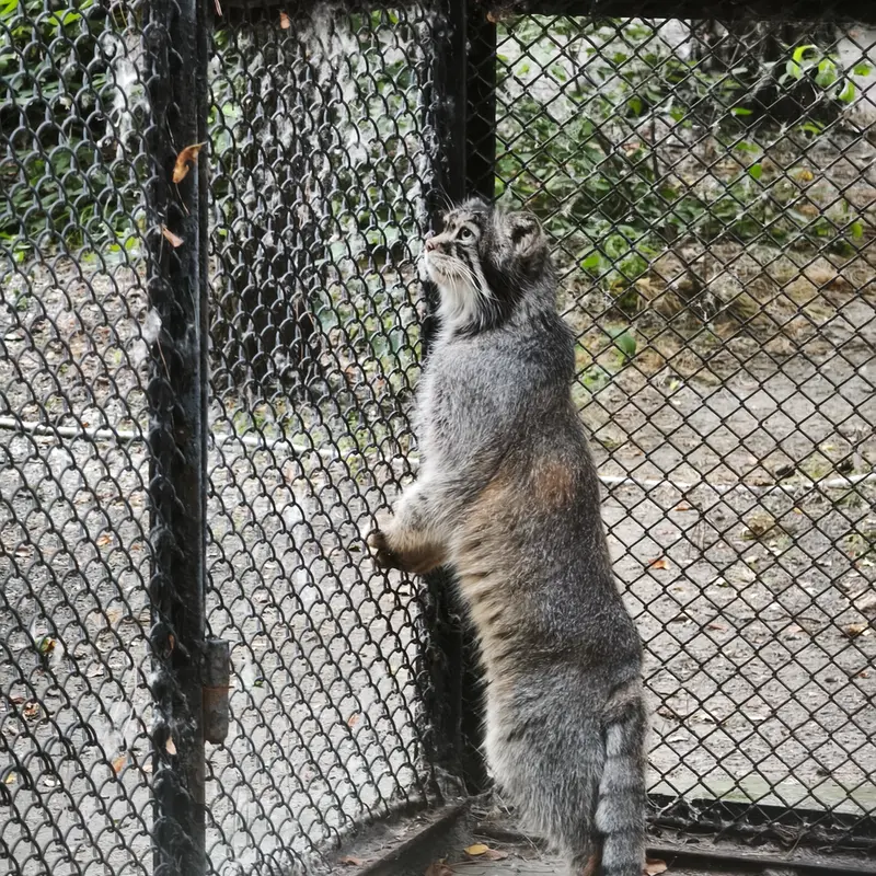 ノヴォシビルスク動物園のジョージの写真
