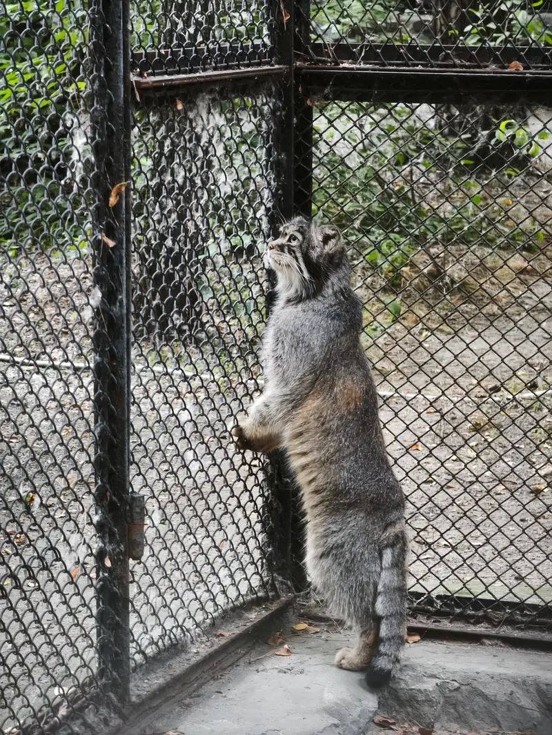 ノヴォシビルスク動物園のジョージの写真