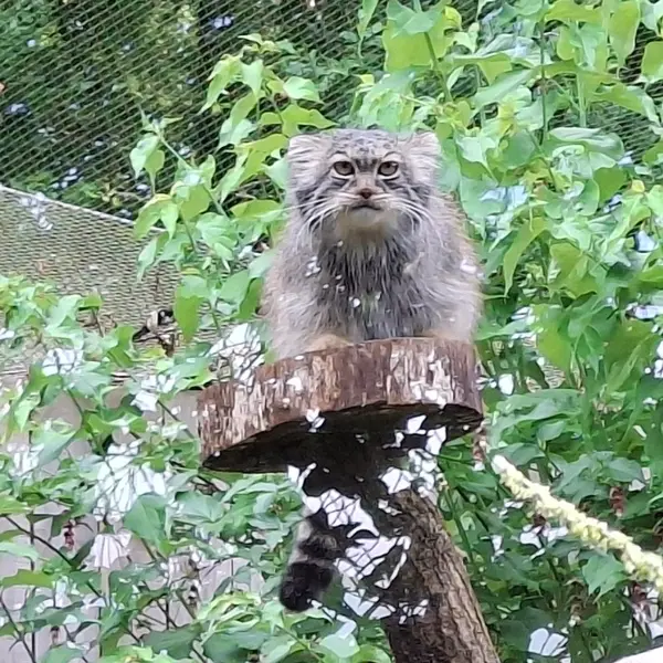 トレゴムール動物園のイウォークの写真