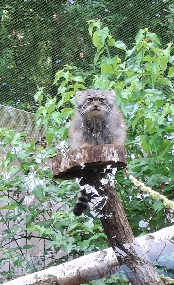トレゴムール動物園のイウォークの写真