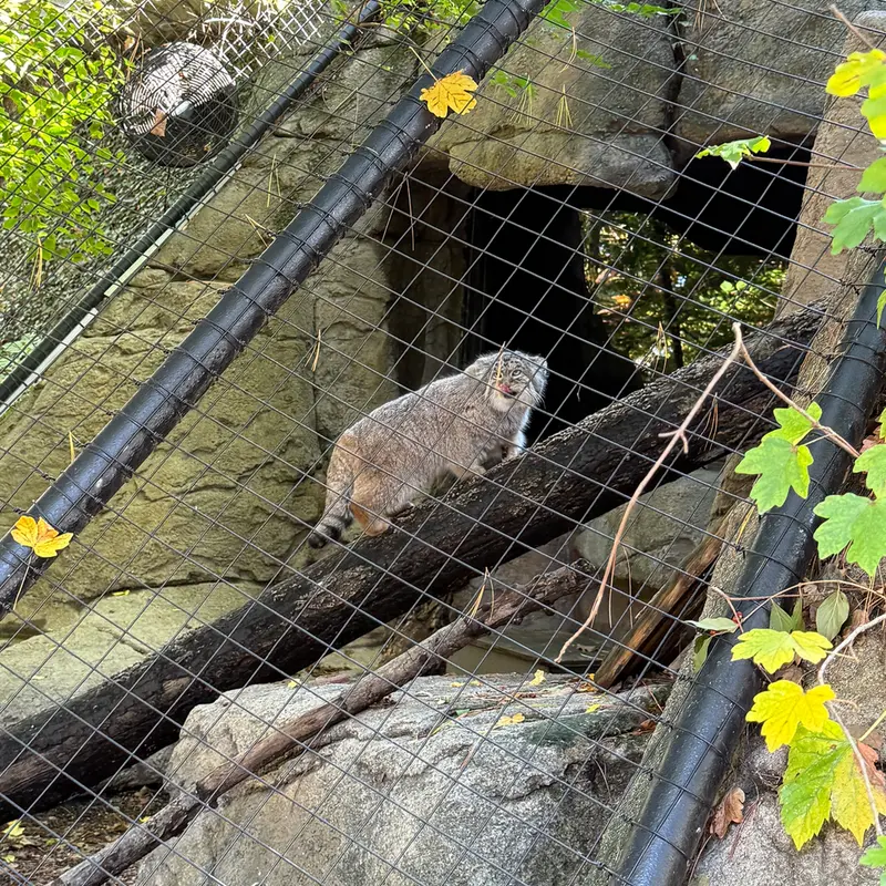 シンシナティ動物園のムーシューの写真