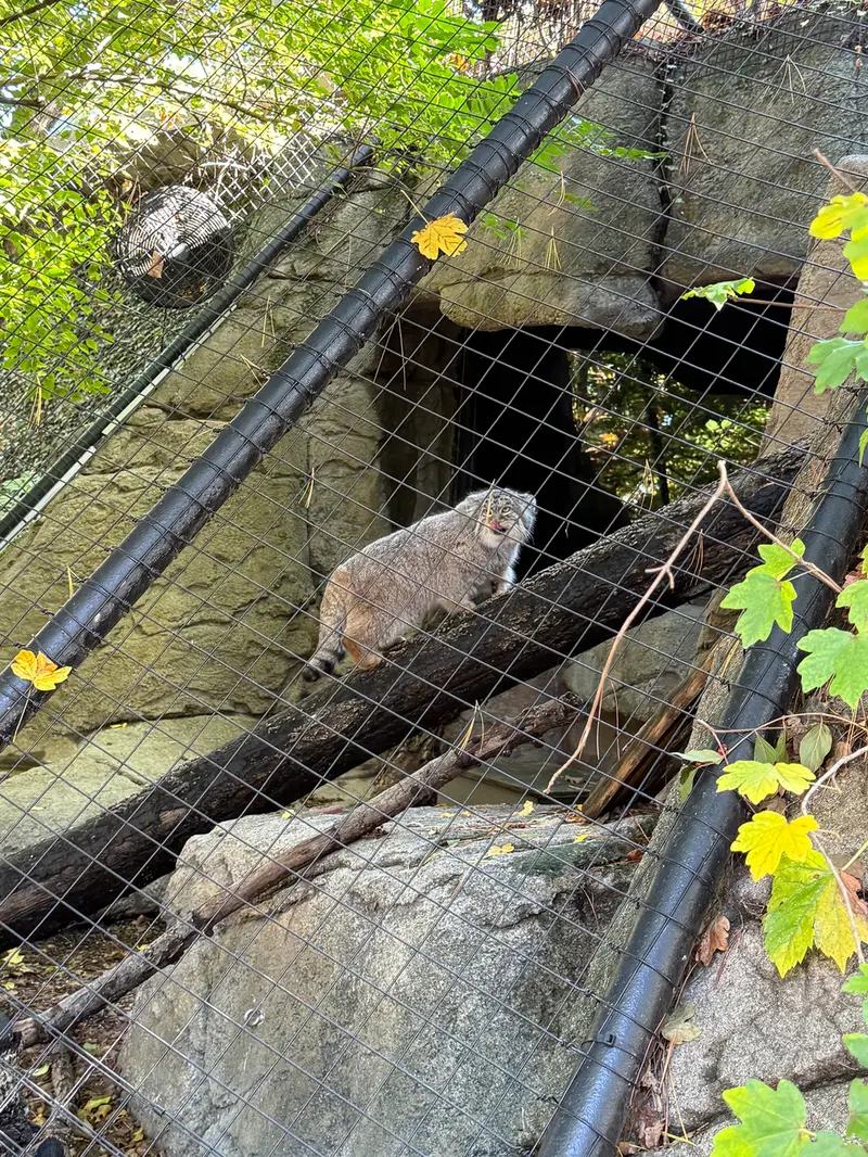 シンシナティ動物園のムーシューの写真