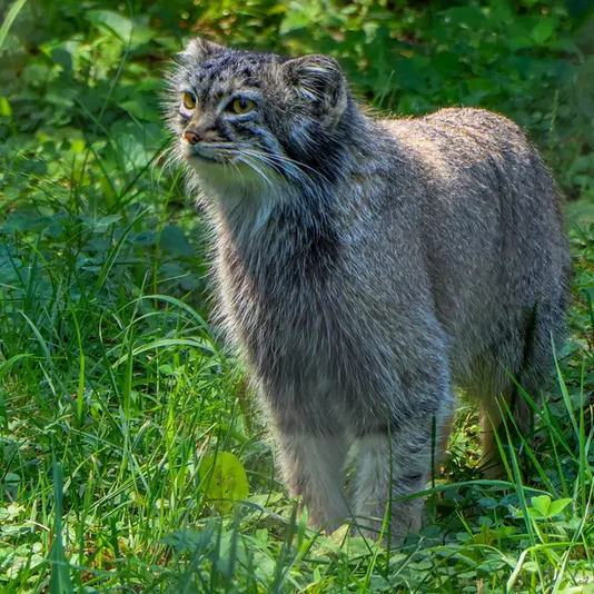 ニアビ動物園のイーヴィーの写真