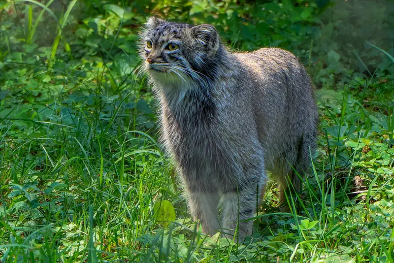 ニアビ動物園のイーヴィーの写真