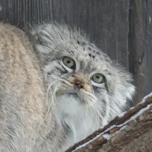 ワルシャワ動物園のマヌルネコのジェシー
