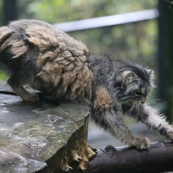 ウッチ動物園のパッツォの写真