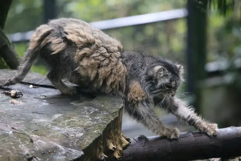 ウッチ動物園のパッツォの写真