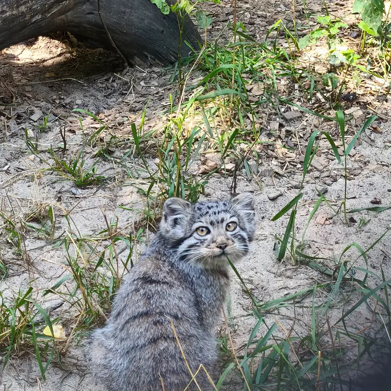 ノヴォシビルスク動物園のイヴの子（2026年生まれ）Ⅱの写真