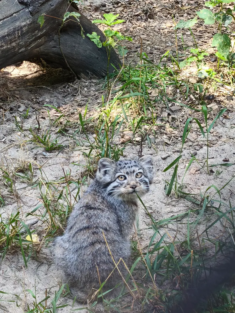 ノヴォシビルスク動物園のイヴの子（2026年生まれ）Ⅱの写真