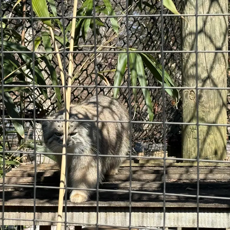 スミソニアン国立動物園のセバの写真