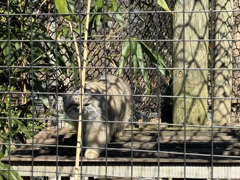 スミソニアン国立動物園のセバの写真