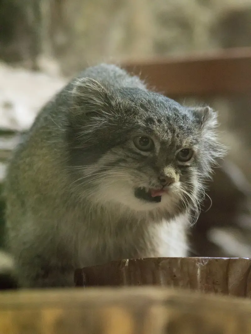 恩賜上野動物園のクリョンの写真