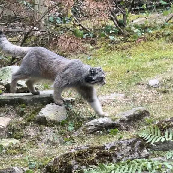 オペル動物園のマヌルネコの写真
