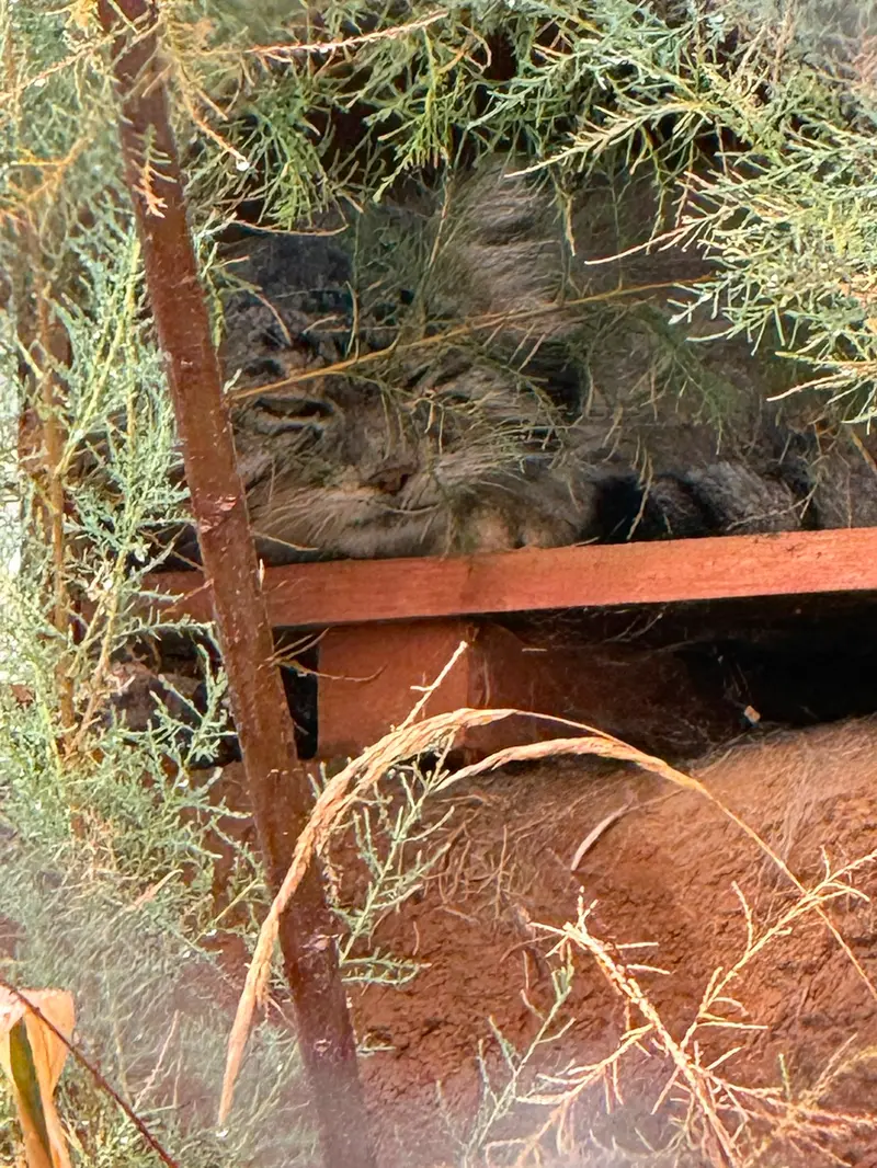 プラハ動物園のスパイの写真