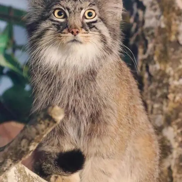 那須どうぶつ王国のシャルの写真