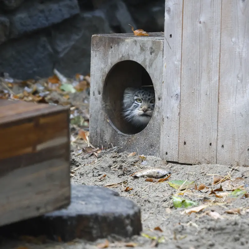 ノヴォシビルスク動物園のロロの息子 b.2026 Ⅱの写真