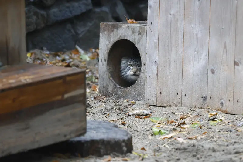 ノヴォシビルスク動物園のロロの息子 b.2026 Ⅱの写真