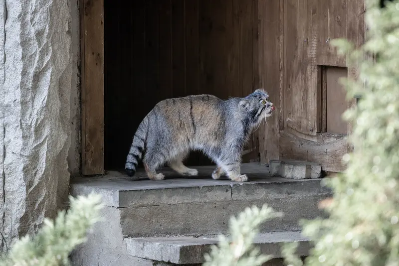 モスクワ動物園のティモフェイの写真
