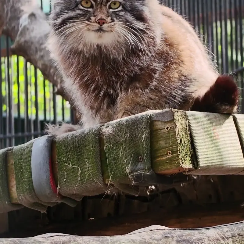 ノヴォシビルスク動物園のマヌルネコの写真