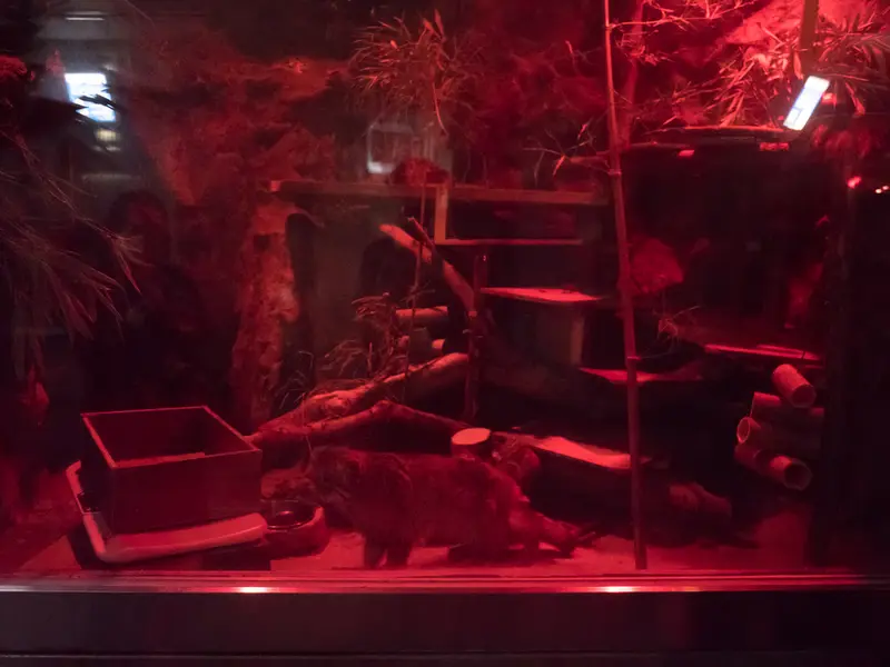 恩賜上野動物園のナイマの写真