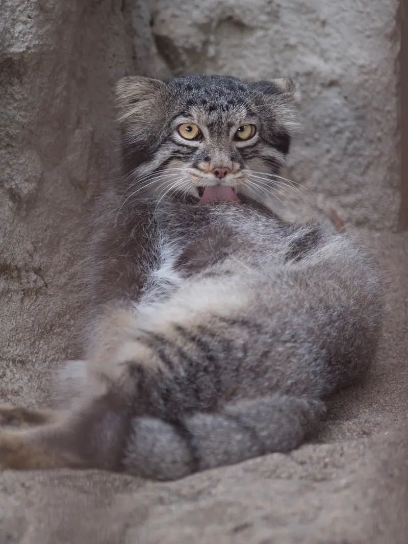 野毛山動物園のフィーガの写真