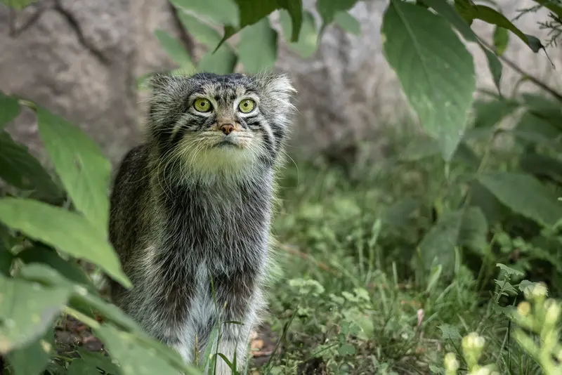 モスクワ動物園のティモフェイの写真