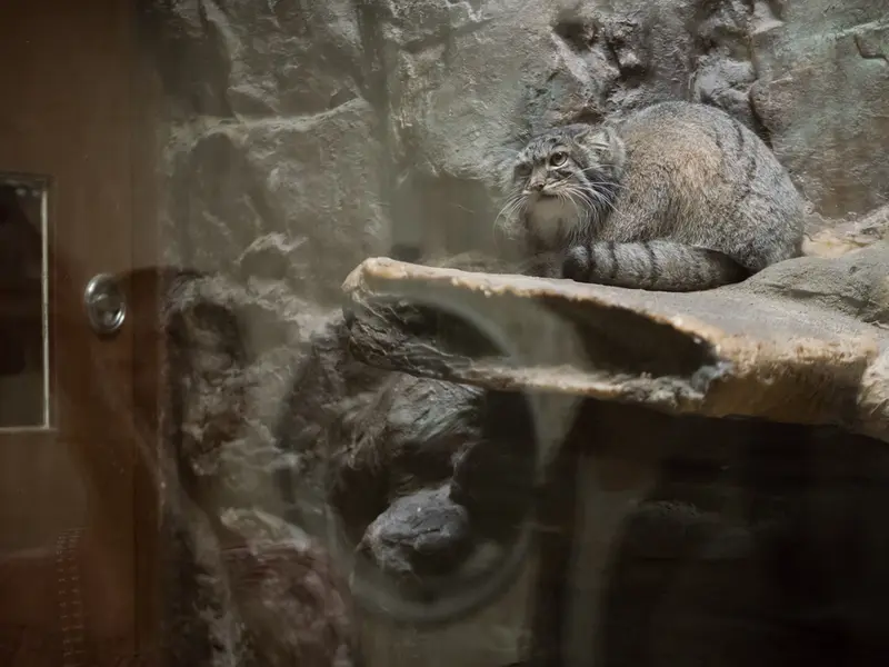 恩賜上野動物園のサフランの写真