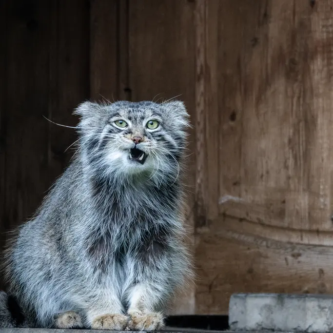 モスクワ動物園のティモフェイの写真