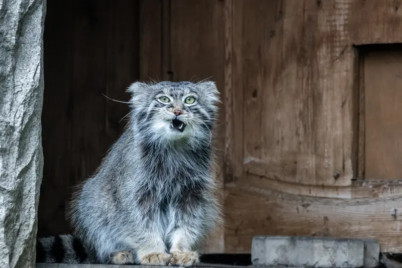モスクワ動物園のティモフェイの写真