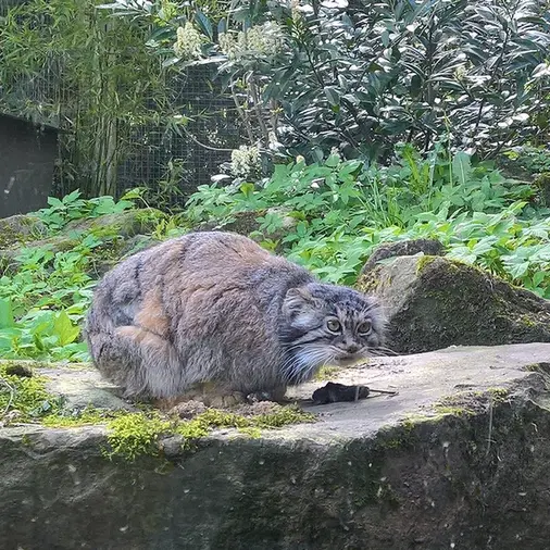 ロッテルダム動物園のマノエルの写真
