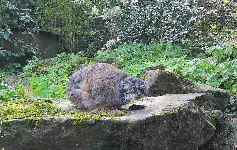 ロッテルダム動物園のマノエルの写真