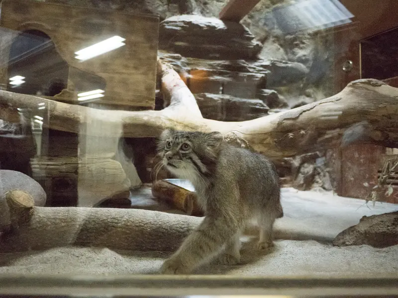 恩賜上野動物園のクリョンの写真