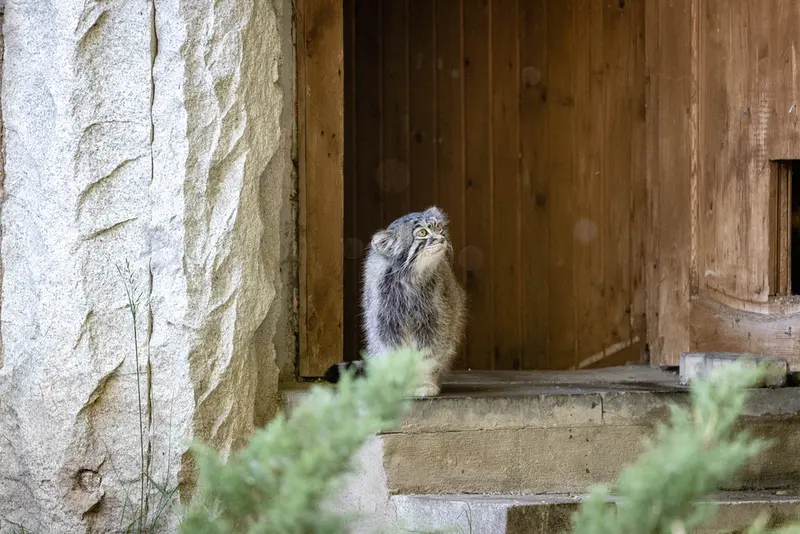モスクワ動物園のティモフェイの写真