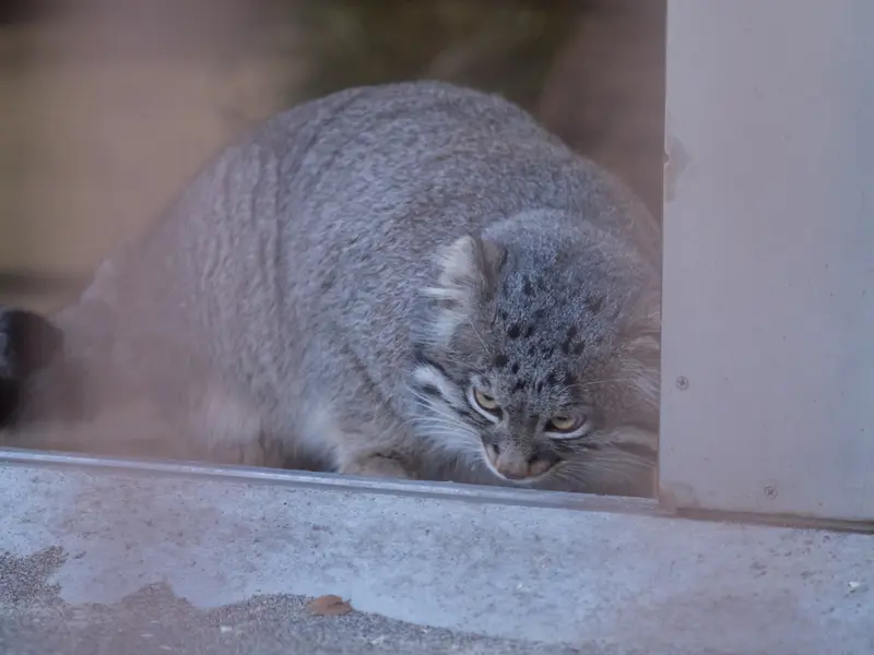 野毛山動物園のフィーガの写真