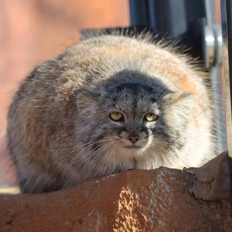 プラハ動物園のプリンセッサの写真