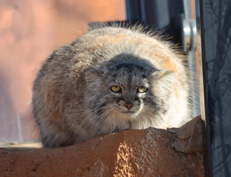 プラハ動物園のプリンセッサの写真