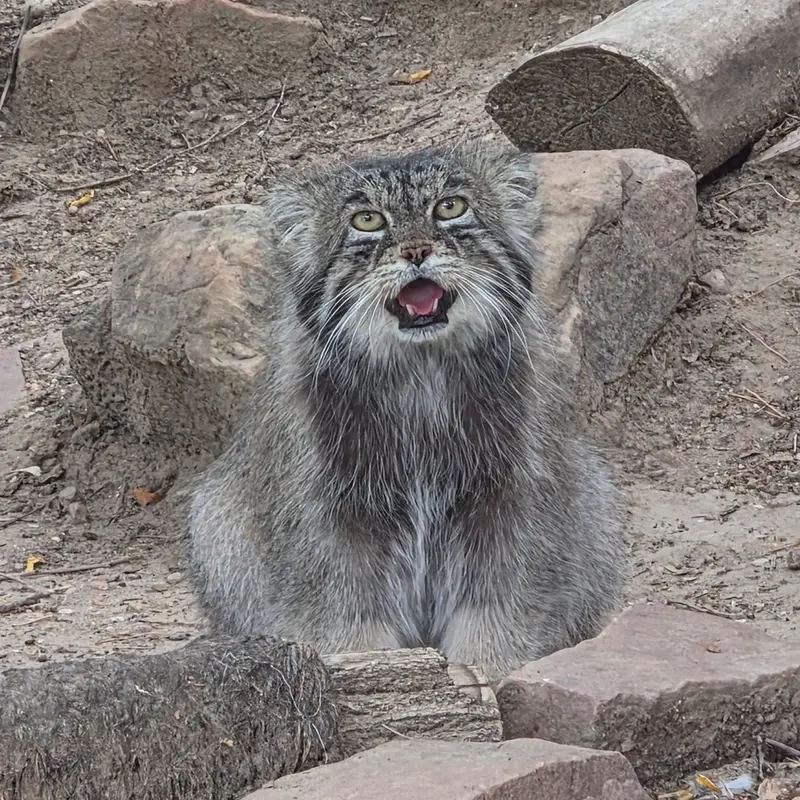 プエブロ動物園のタイ・チーの写真