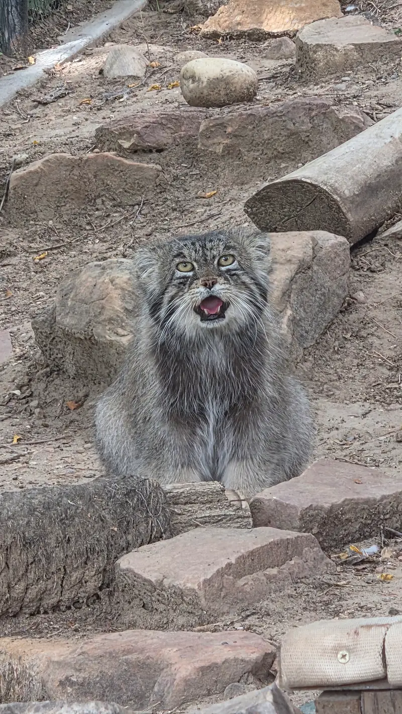 プエブロ動物園のタイ・チーの写真