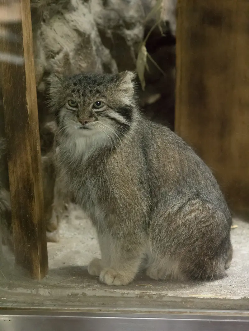 恩賜上野動物園のクリョンの写真