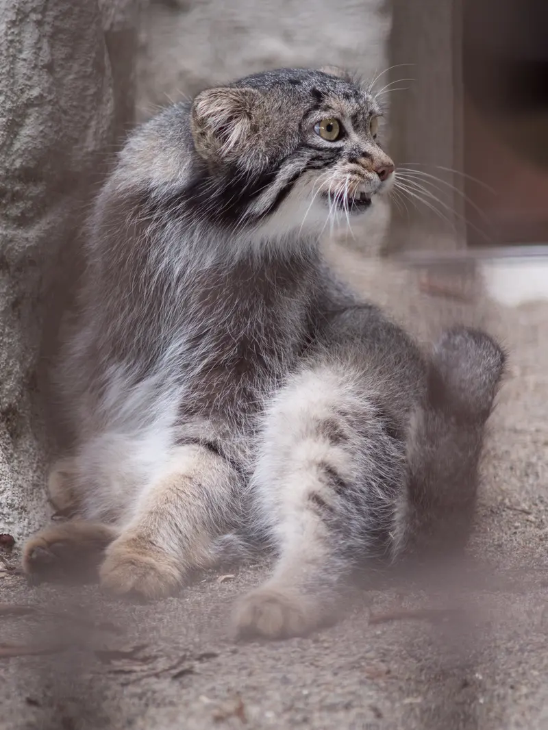 野毛山動物園のフィーガの写真