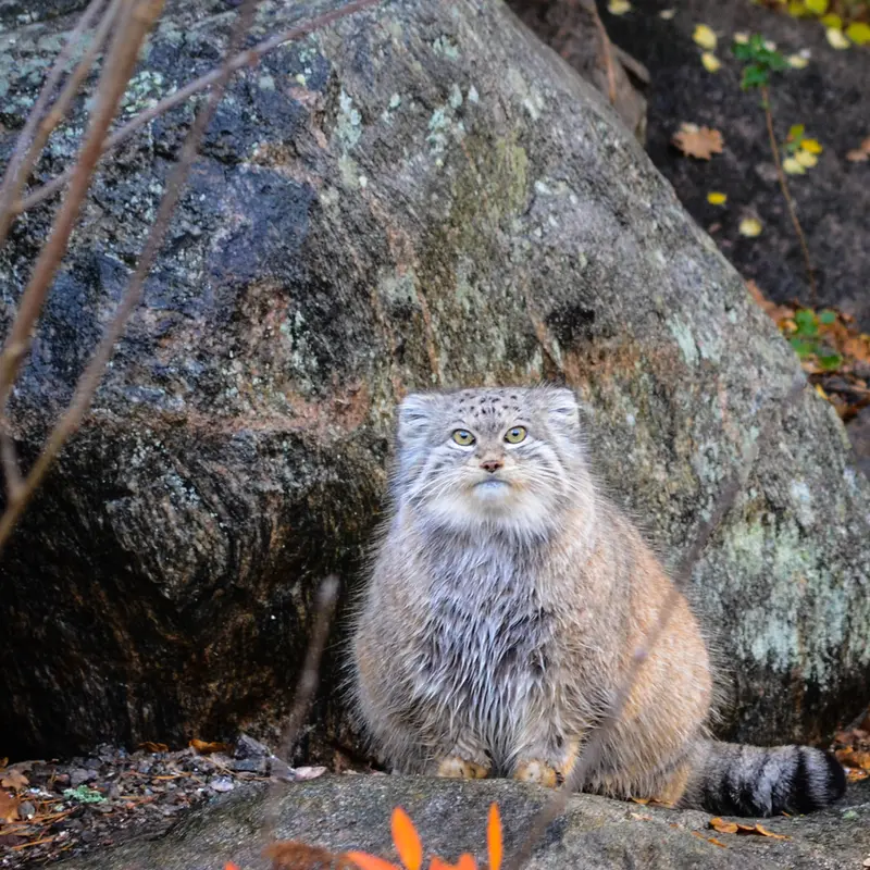 パルケン動物園のベニーの写真