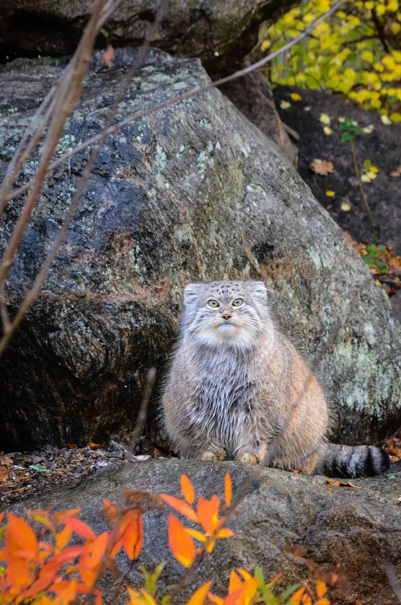 パルケン動物園のベニーの写真