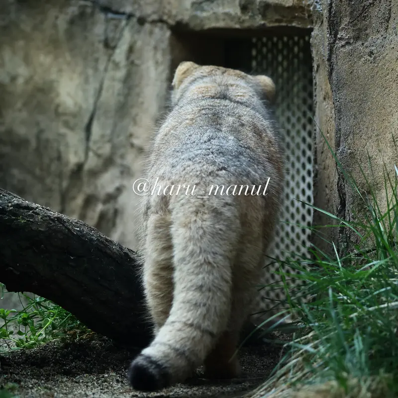 那須どうぶつ王国のボルの写真