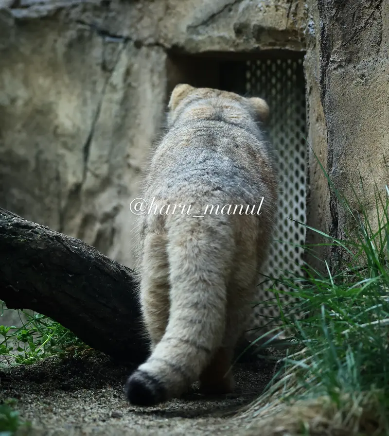 那須どうぶつ王国のボルの写真