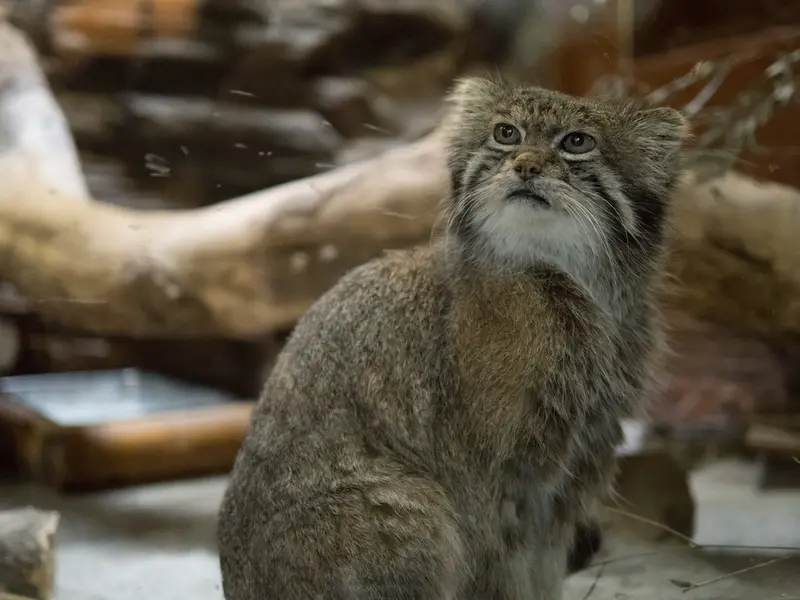 恩賜上野動物園のクリョンの写真